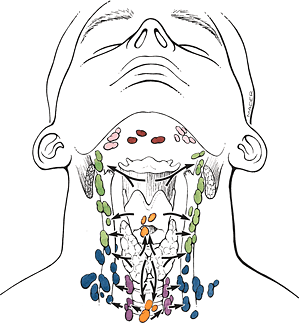 Die Lymphgefäße im Halsbereich