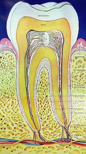 Nerv-Versorgung im Zahn